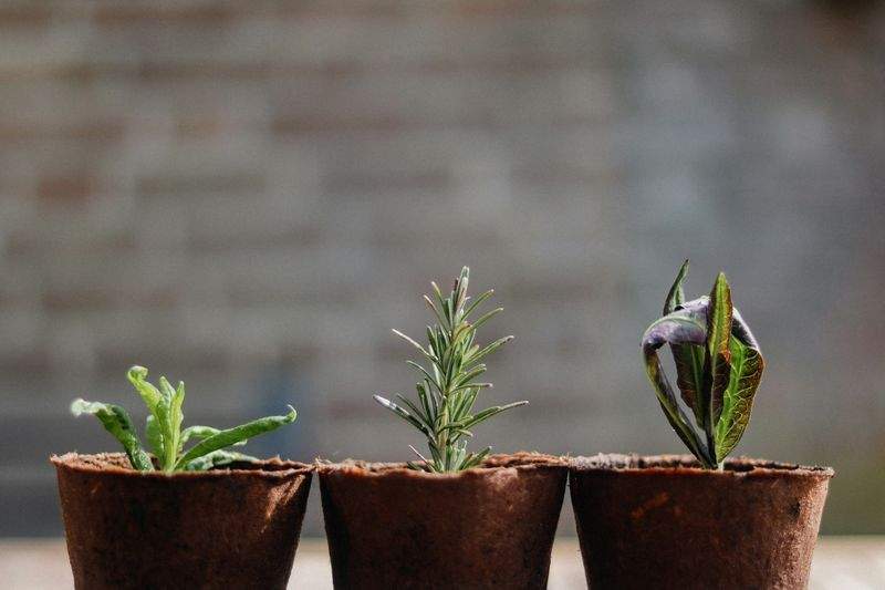 Grünraum Gartengestaltung GmbH 11